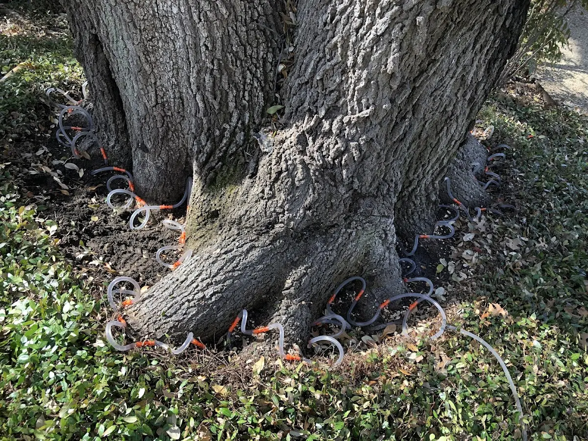 Detailed Shrub and Hedge Trimming job site in Dike